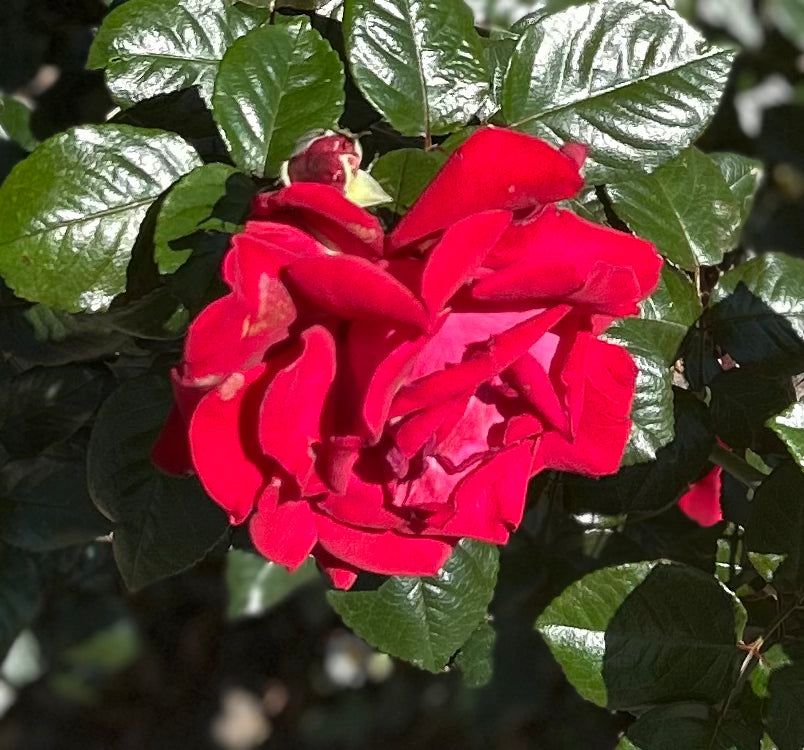 The ROSE COLLECTION